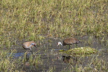 Pair of Sandhill Cranes at a Nest in a Pond in Wyoming in Springtime