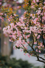Spring Pink Flower Sea