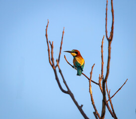 European bee-eater standing on branch in natural habitat