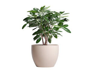 Lush Green Houseplant in Elegant Cream Pot Perfect for Home Decor