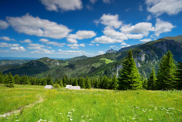 alpine meadow in the alps
