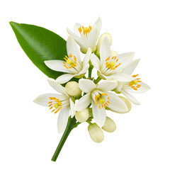 Obraz premium Stunning close up of blooming orange blossoms on black background beautiful nature photography