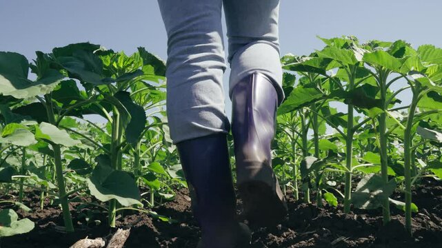 farmer touches green leaf sunflower, farmer walks rubber boots along rows crops farm, agriculture, sunflower sprouts, walking, young sunflower plant, green, green sunflowers grow field, sunflower farm