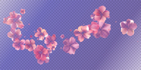 Aroma Cherry blossoms flow. Delicate transparent flowers bg.