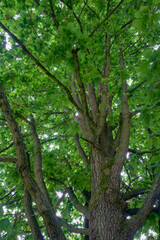 Beautiful details of quercus canariensis