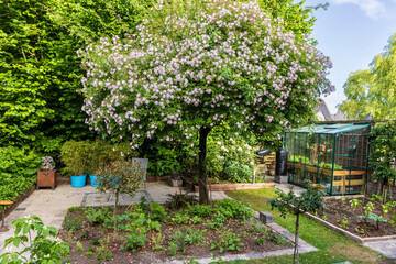 Beautiful home garden during spring with blooming Rambling rose Paul's Himalayan musk covering an old fruit tree with thousends of little pink rose flowers