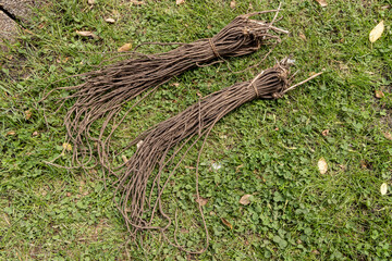 Bundle of Asparagus roots lying on a lawn ready to be planted in the vegetable garden