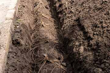 Asparagus roots planted on little mound of soil in the vegetable garden