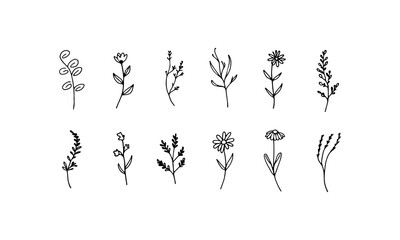Naklejka premium Botanical Flower Sketch. Detailed botanical sketches with subtle variations in line weight and flower structure, offering an elegant and handmade look.