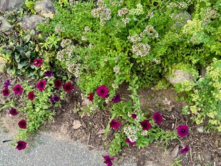 Flowers in the Garden