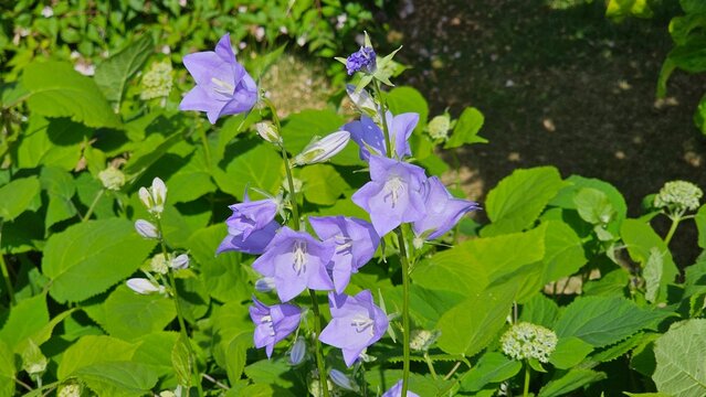 Sweden. Campanula persicifolia, the peach-leaved bellflower, is a flowering plant species in the family Campanulaceae. 
