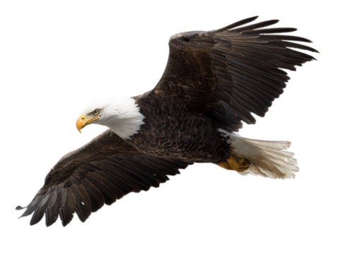 Majestic bald eagle soars in flight, its feathers catching the light against a clear background showcasing freedom and power.