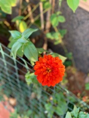 orange zinnia flower