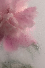 Fototapeta premium Smoke selected soft focus beige pink Peony Flower through glass with wet water drops. Abstract natural blur background.