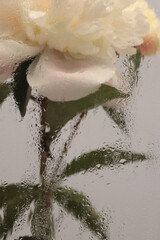 Smoke selected soft focus beige cream Peony Flower through glass with wet water drops. Abstract...