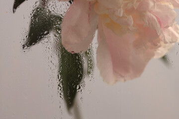 Smoke selected soft focus beige pink Peony Flower through glass with wet water drops. Abstract...