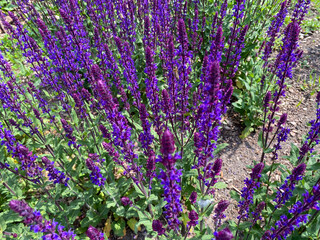 Vibrant purple flowers thrive in a garden, soaking up the sun and attracting pollinators,...