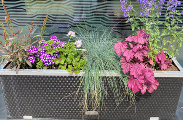 Vibrant planter showcases various flowering plants and greenery in a stylish container, placed near...