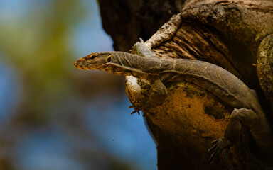Monitor lizard basks in sunlight with half its body emerging from a tree hole - captured at...