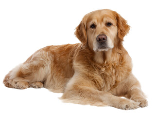 Fototapeta premium Golden Retriever Resting A Portrait of Calm and Loyalty in Canine Companionship
