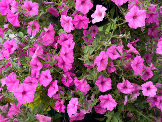 A lush display of pink petunias flourishing in a garden filled with greenery, capturing the essence...