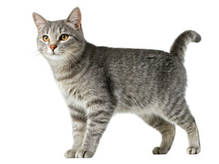 Obraz premium Alert Gray Tabby Cat Standing Proudly on White Background, Showcasing its Beautiful Striped Coat and Bright Orange Eyes