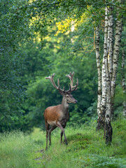 Red deer (Cervus elaphus) stag in summer coat walking through birch forest, side view