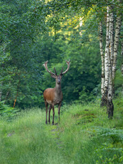 Red deer (Cervus elaphus) stag in summer coat walking through birch forest, side view