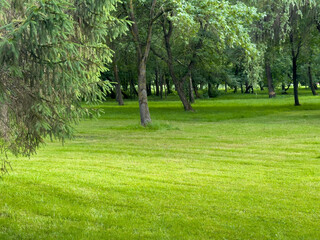 A vibrant park scene shows a wide expanse of green grass framed by healthy trees under clear blue...