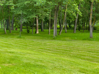 A peaceful forest setting featuring tall trees and a well-maintained grassy area, embodying the tranquility of nature on a sunny day