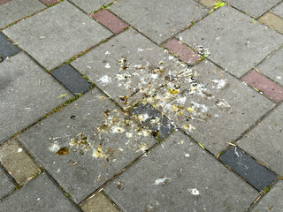 A patch of bird droppings is splattered on gray and red pavement tiles in a city park, highlighting...