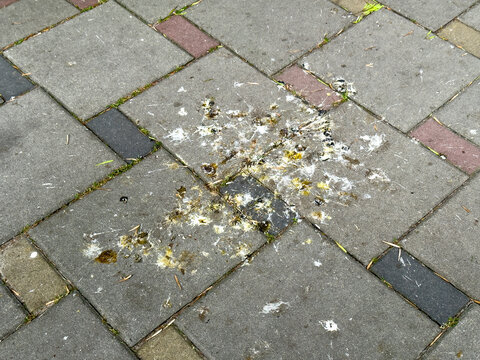 A patch of bird droppings is splattered on gray and red pavement tiles in a city park, highlighting the natural occurrence in an urban setting