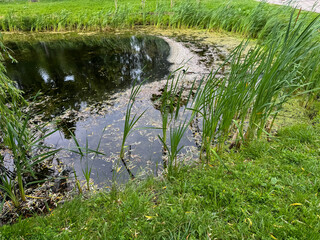 Lush green grass and tall plants frame a tranquil pond reflecting the bright sky. Algae floats on the water, creating a serene atmosphere in the park