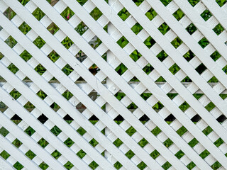 A white lattice fence is seen, partially obscuring vibrant green plants behind it. Sunlight filters...