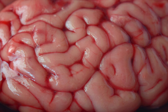 Extreme close-up of raw beef brain tissue in natural light. Emphasis on folds, color and structure for educational, anatomical or neuroscience research-related visual applications.
