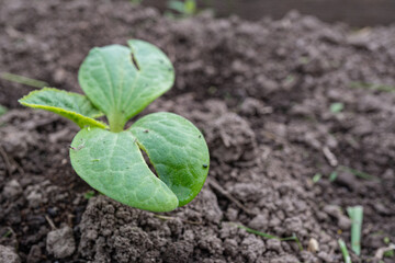 Young seedling emerging in brown soil garden bed close-up