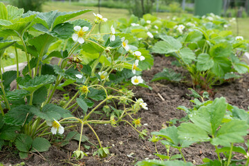 Strawberry plants in bloom with green leaves and flowers in garden bed