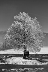 Winterbaum_Frost_Schnee_Eis