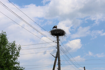 A stork in its nest on an electrical pole under a blue sky with white clouds, next to tree...