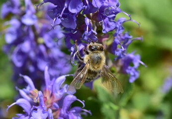 Biene auf blühendem Steppen-Salbei