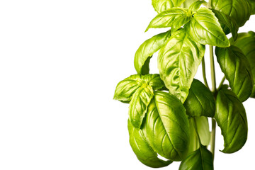 green basil bush close up on white background