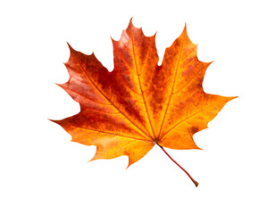 autumn maple leaf