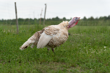 Close-Up of Domestic Turkey Gobbling Outdoors on Countryside Farm – High-Resolution Livestock Image