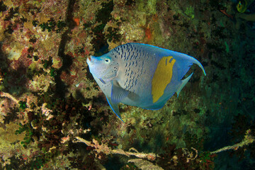 Beautiful colorful tropical fish cruises near the reef.