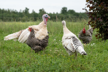 Group of Free-Range Turkeys and Chickens Grazing in Green Pasture – Organic Farmyard Livestock Scene