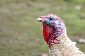 Close-Up Portrait of a White Turkey Head with Colorful Wattle – High-Resolution Rural Livestock Image