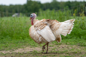 Side View of Domestic Turkey in Summer Meadow – High-Resolution Sustainable Agriculture Photo