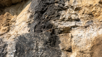 Hirondelles des rochers