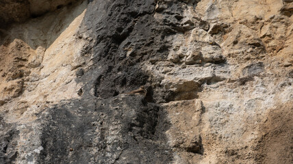 Hirondelles des rochers
