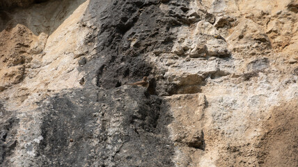 Hirondelles des rochers